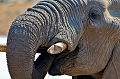  elephant
 Etosha 
 Namibie 